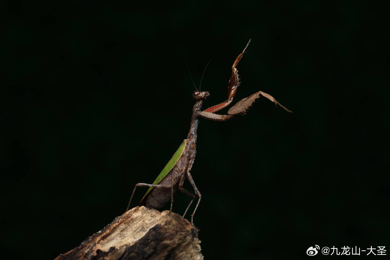 螳螂最新视频,螳螂最新视频，探索自然界的奇妙生物